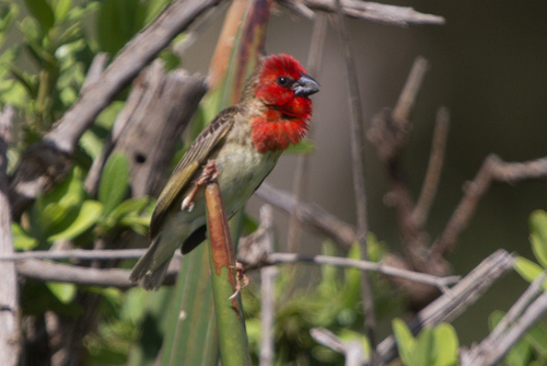 Cardinal Quelea (Quelea cardinalis), photo 5
