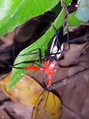 Acanthischium superbum