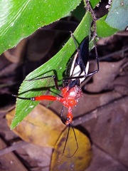 Acanthischium superbum