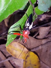 Acanthischium superbum