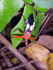 Acanthischium superbum