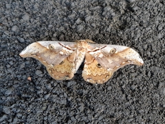 Rinaca thibeta okurai