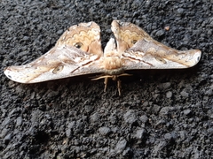 Rinaca thibeta okurai