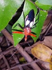 Acanthischium superbum