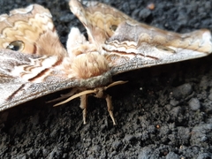 Rinaca thibeta okurai