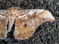 Rinaca thibeta okurai