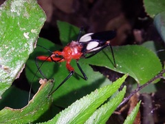 Acanthischium superbum