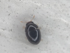 Acylomus