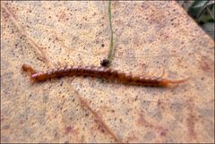 Cryptops australis