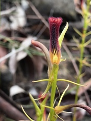 Cryptostylis hunteriana