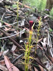 Cryptostylis hunteriana