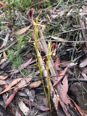 Cryptostylis hunteriana