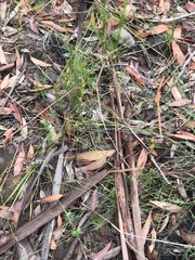Cryptostylis hunteriana
