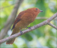 Rhytipterna holerythra