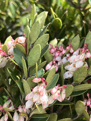 Vaccinium floribundum