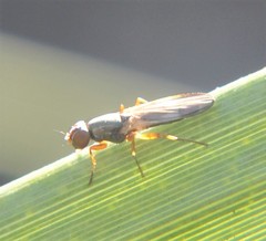 Stenomyia