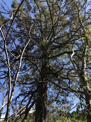 Pseudotsuga wilsoniana