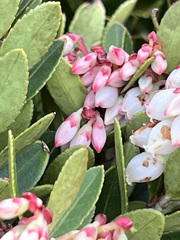 Vaccinium floribundum