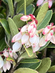 Vaccinium floribundum