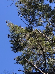 Pseudotsuga wilsoniana