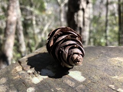 Pseudotsuga wilsoniana