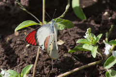 Colotis danae eupompe