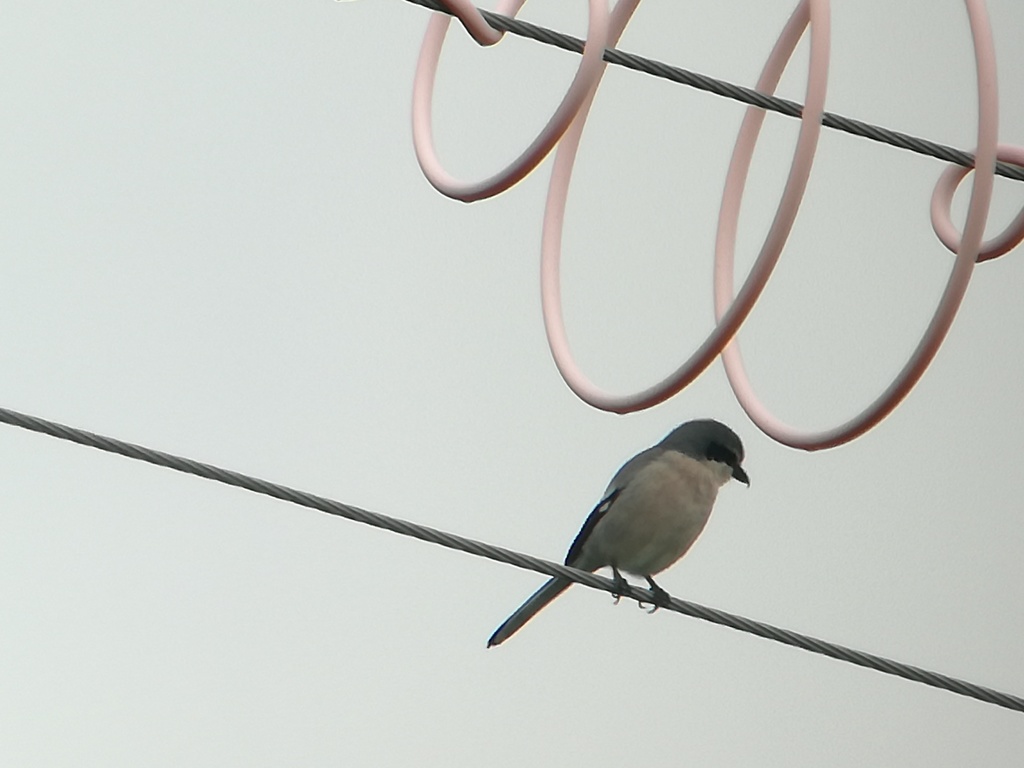 Iberian Grey Shrike