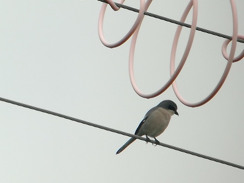 Iberian Grey Shrike