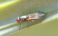 Stenomyia