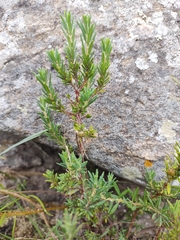 Phyllanthus ramillosus