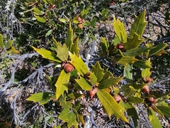Quercus galeanensis