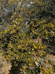 Quercus galeanensis