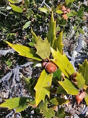 Quercus galeanensis