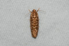 Choristoneura houstonana