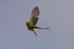 Crithagra dorsostriata