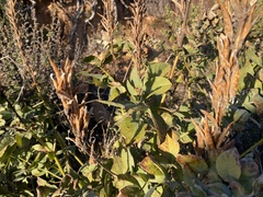 Thermopsis macrophylla