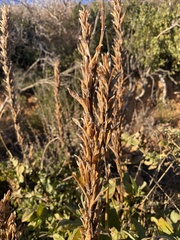 Thermopsis macrophylla