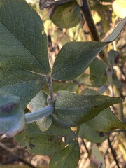 Thermopsis macrophylla