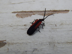 Greenarus thoracicus