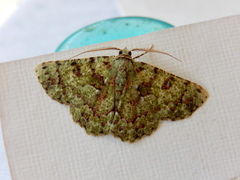 Aeolochroma hypochromaria
