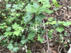 Ribes curvatum