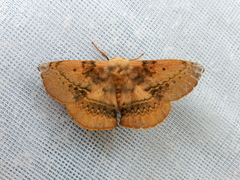 Anthela varia
