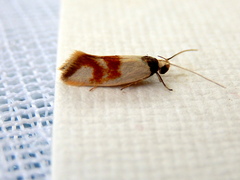 Antipterna trilicella