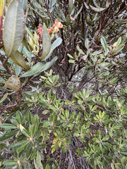 Comarostaphylis arbutoides