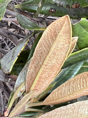 Comarostaphylis arbutoides