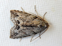 Calathusa basicunea