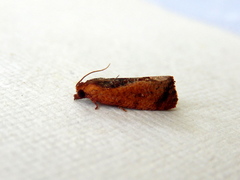 Cryptophlebia ombrodelta
