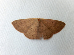 Cyclophora obstataria