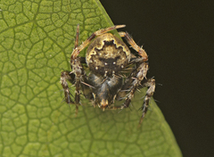 Araneus acuminatus
