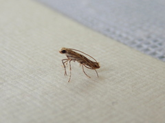 Epicephala trigonophora